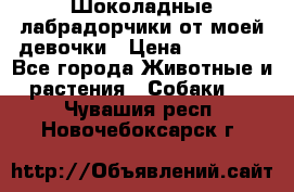 Шоколадные лабрадорчики от моей девочки › Цена ­ 25 000 - Все города Животные и растения » Собаки   . Чувашия респ.,Новочебоксарск г.